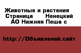  Животные и растения - Страница 13 . Ненецкий АО,Нижняя Пеша с.